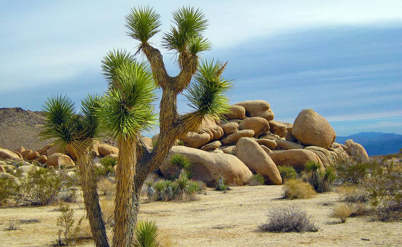 Explore the wild & wonderful USA national parks with experts